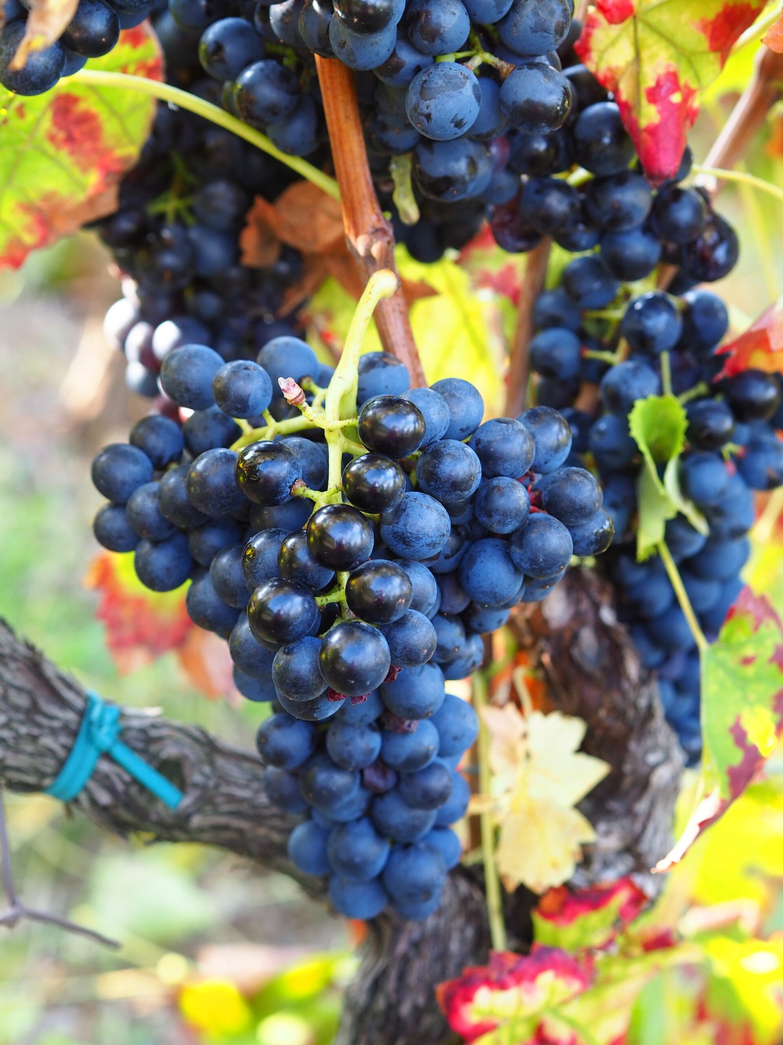 Grappe de raisins cépage Mondeuse, sur pied